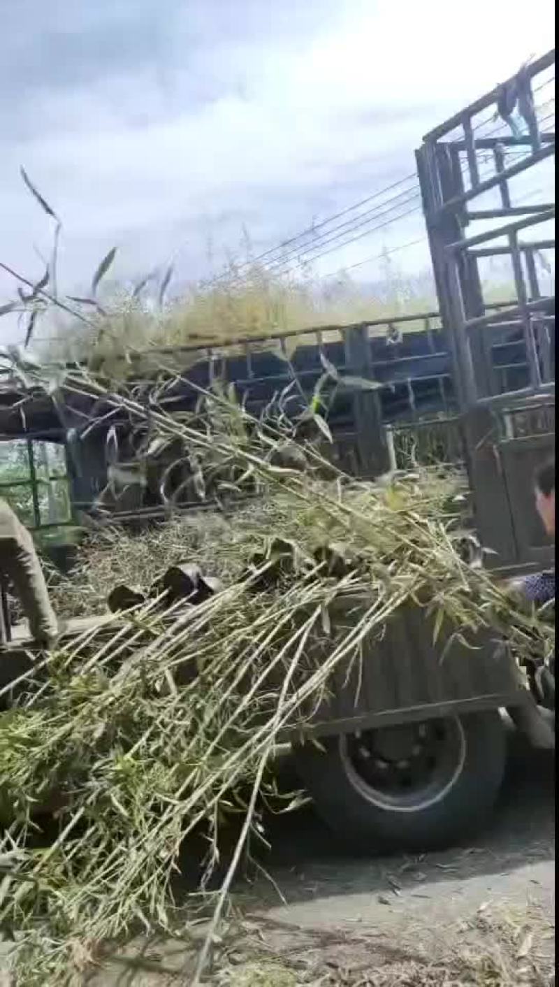 刚竹