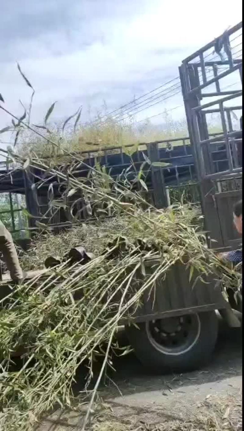 刚竹