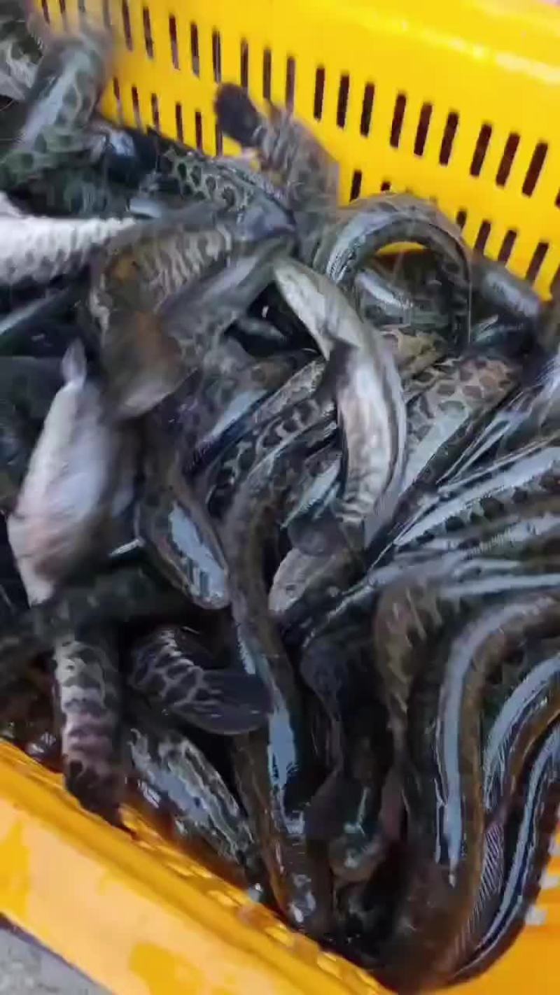 微山湖乌鱼苗一斤，三条