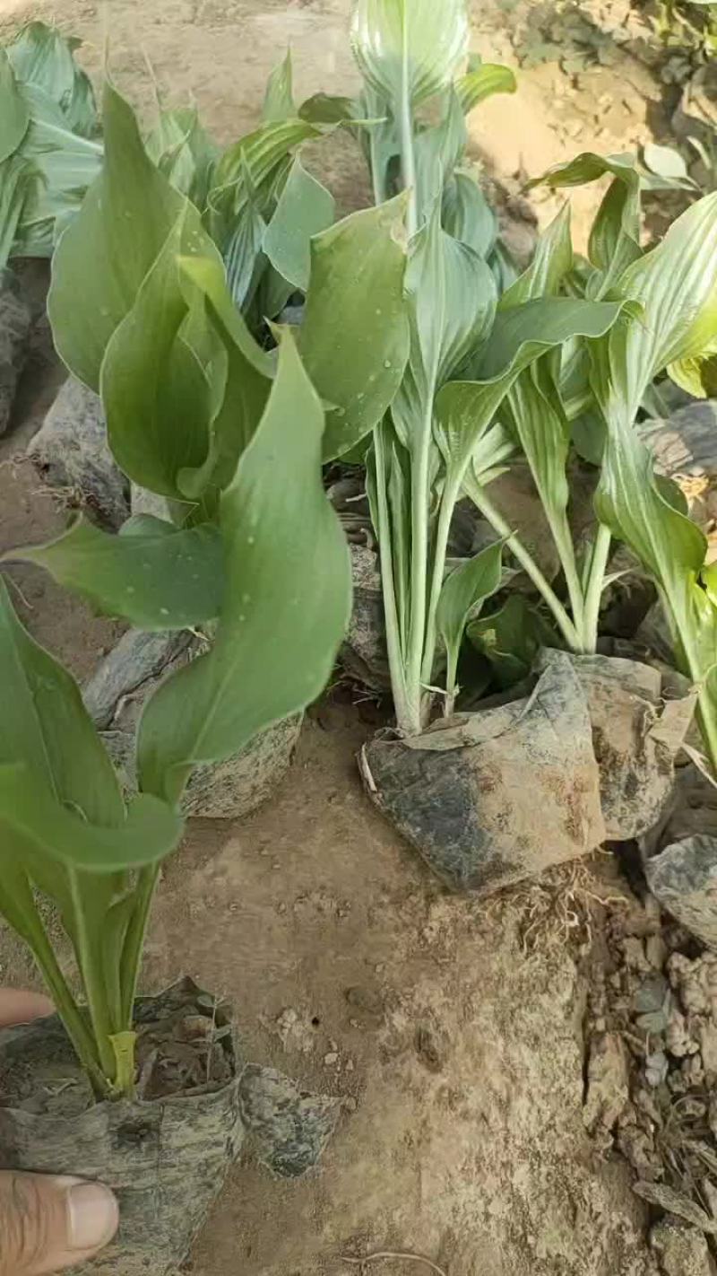 玉簪