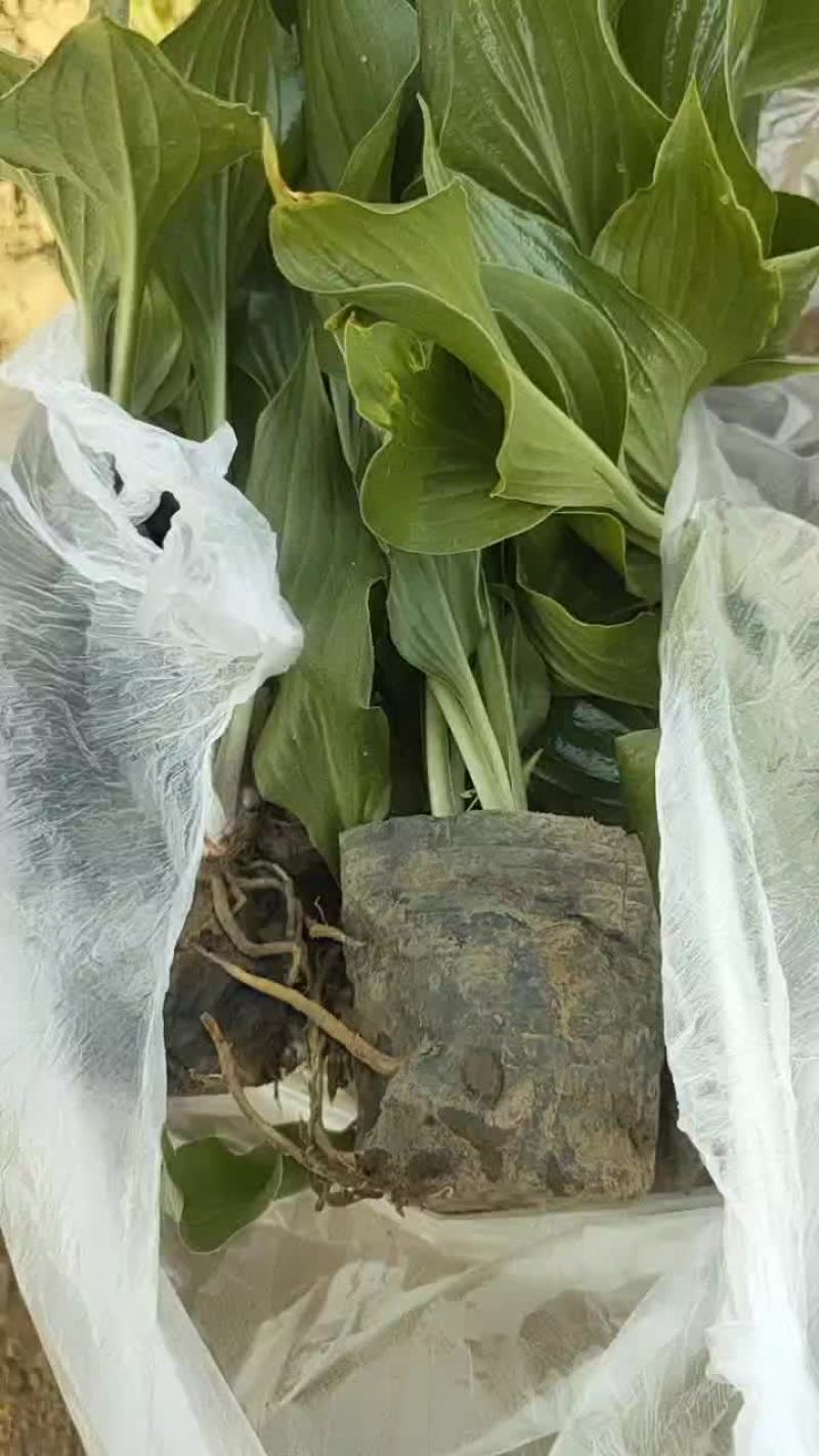 玉簪