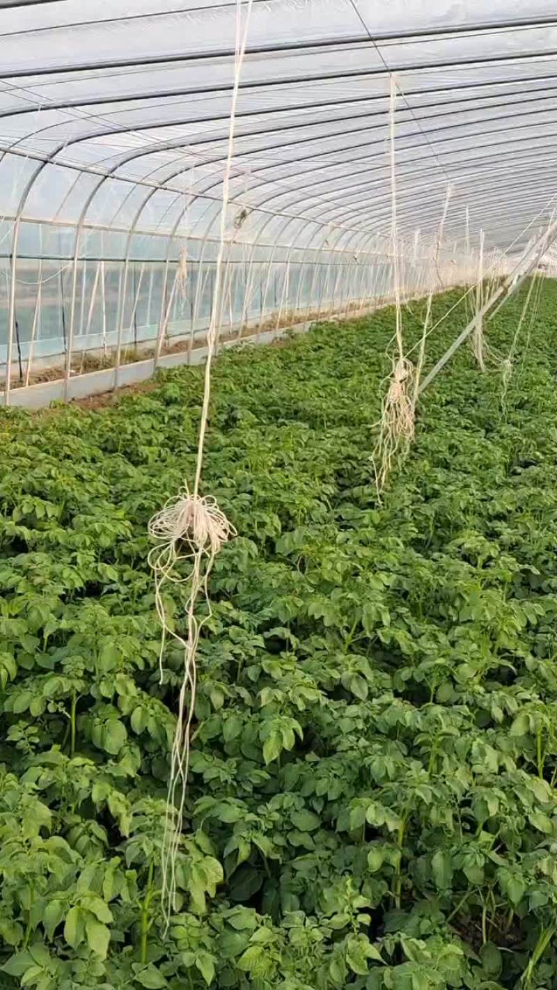 土豆