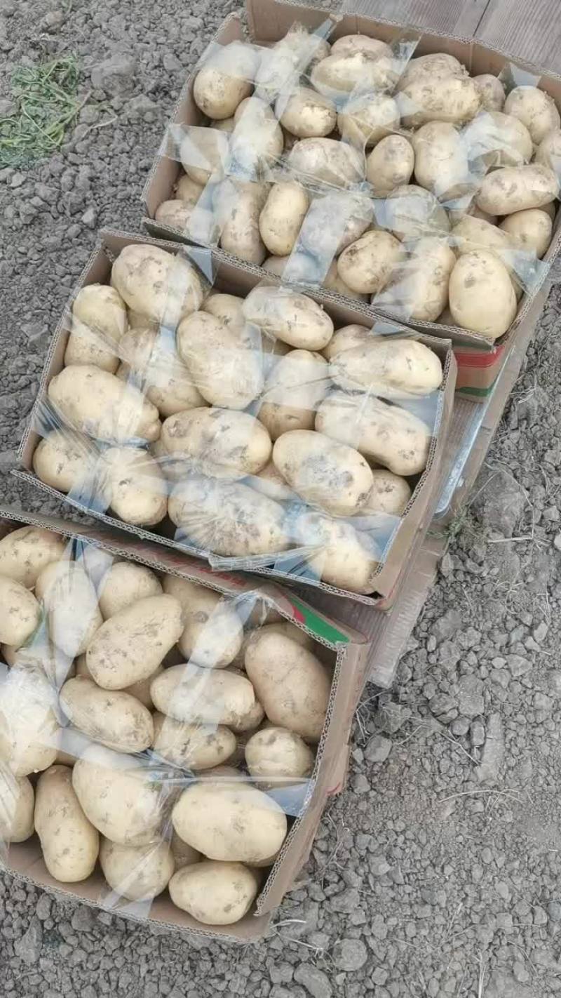 土豆效果