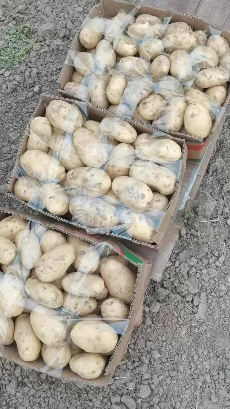 土豆效果