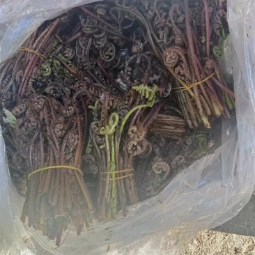 长白山山野菜猴的腿