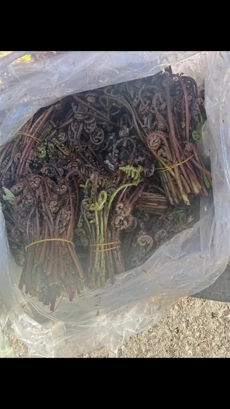 长白山山野菜猴的腿