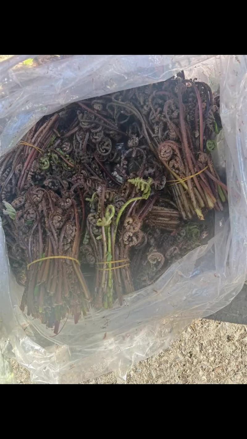 长白山山野菜猴的腿
