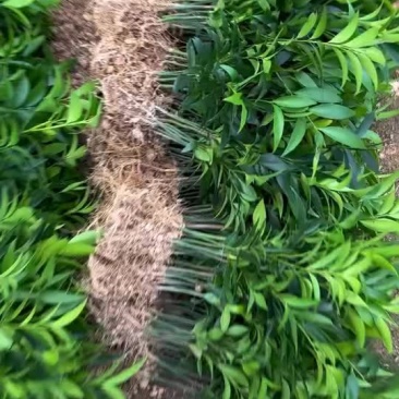 竹柏裸根出货
