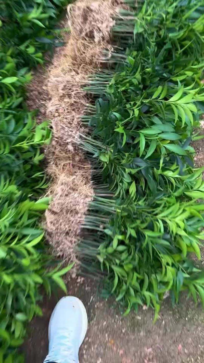 竹柏裸根出货