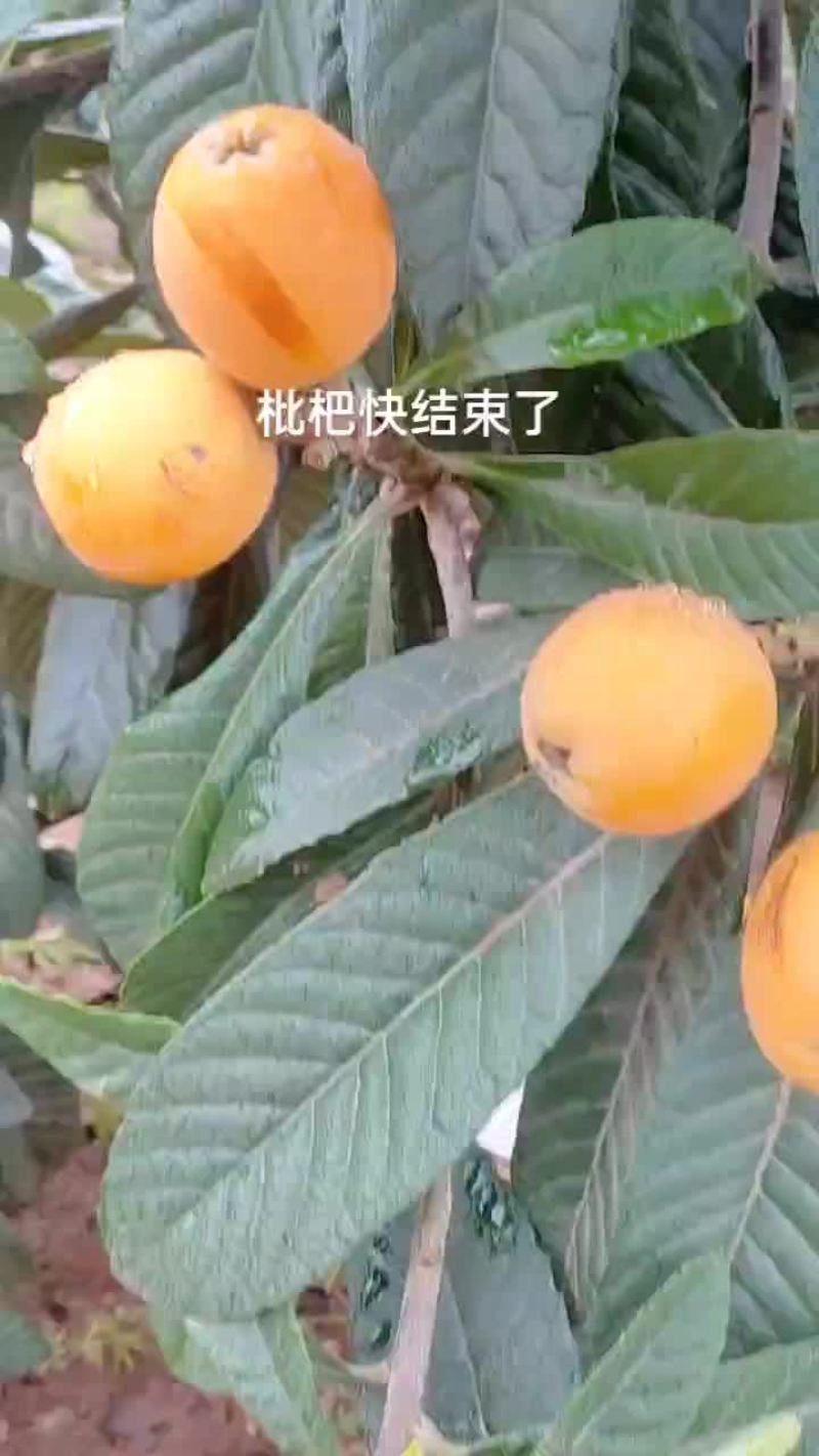 四川大五星枇杷口感好价格便宜需要的老板联系我支持一件代发