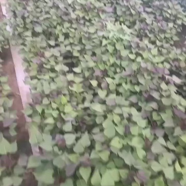 红薯苗