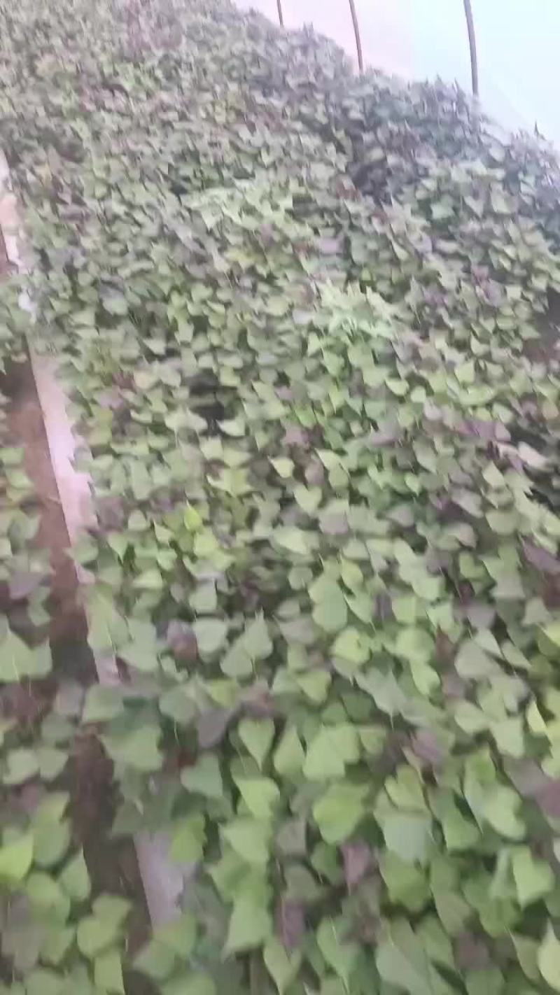 红薯苗