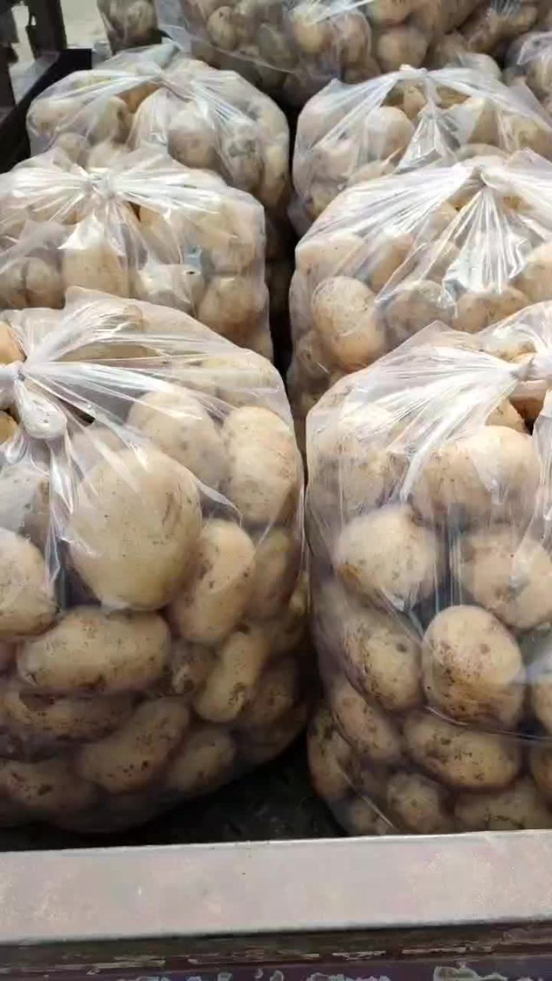黄心土豆
