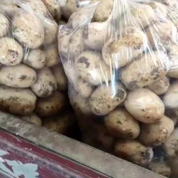 黄心土豆