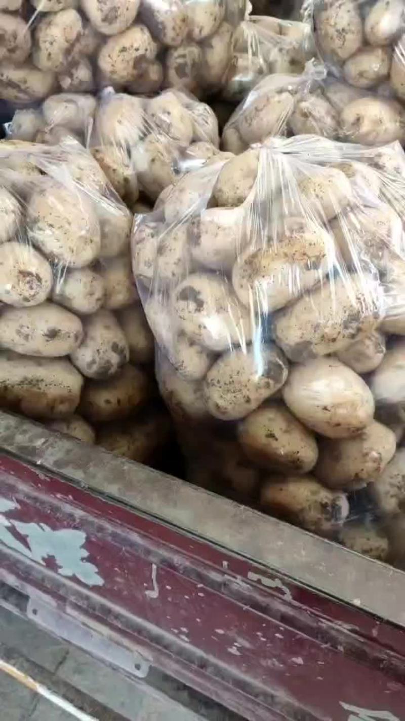黄心土豆