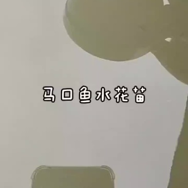 2024年5月4日马口鱼水花苗