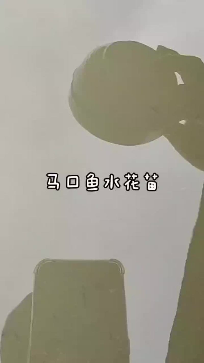 2024年5月4日马口鱼水花苗