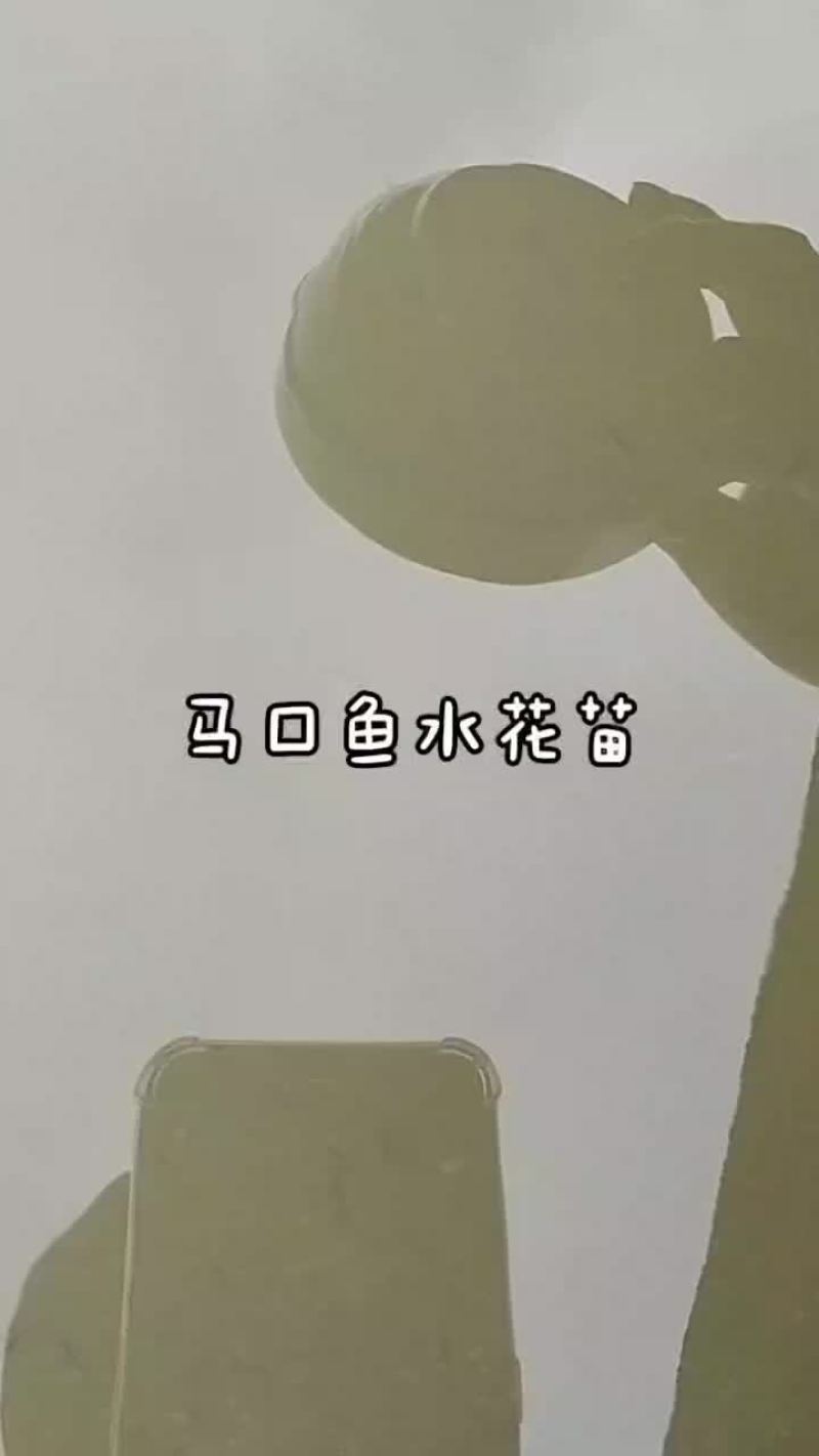 2024年5月4日马口鱼水花苗