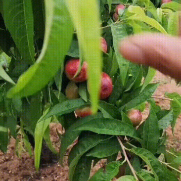 红油桃，518，50起步
