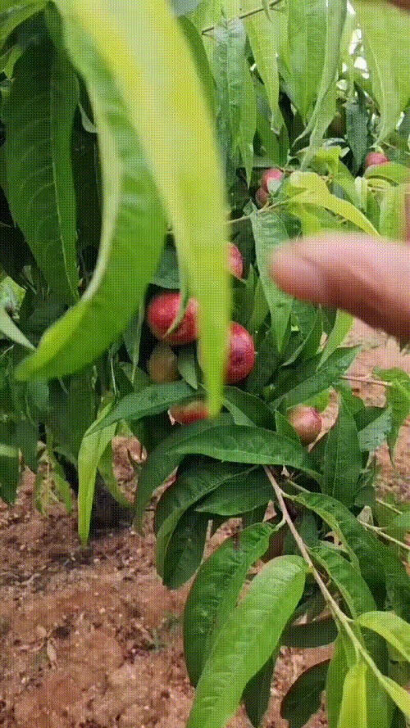 红油桃，518，50起步