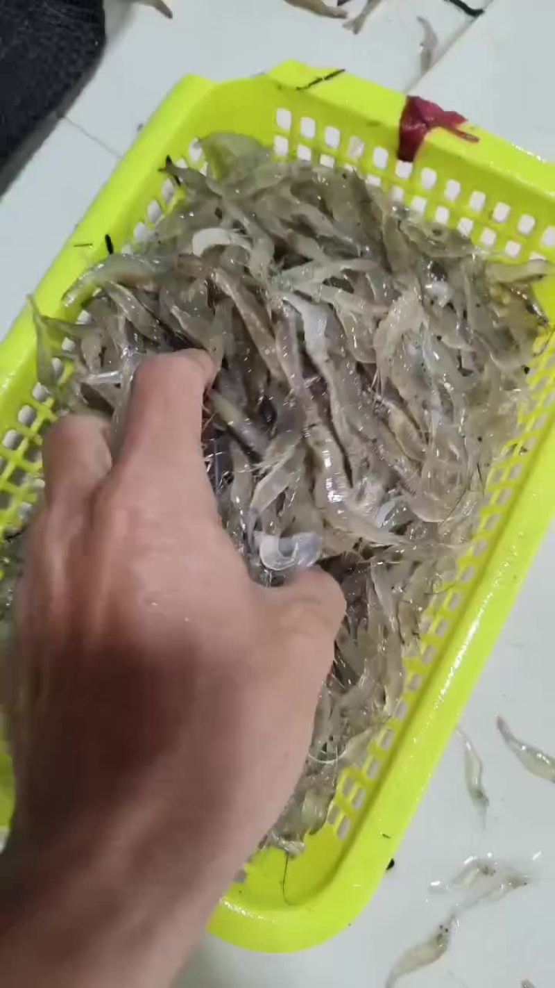 海虾仔