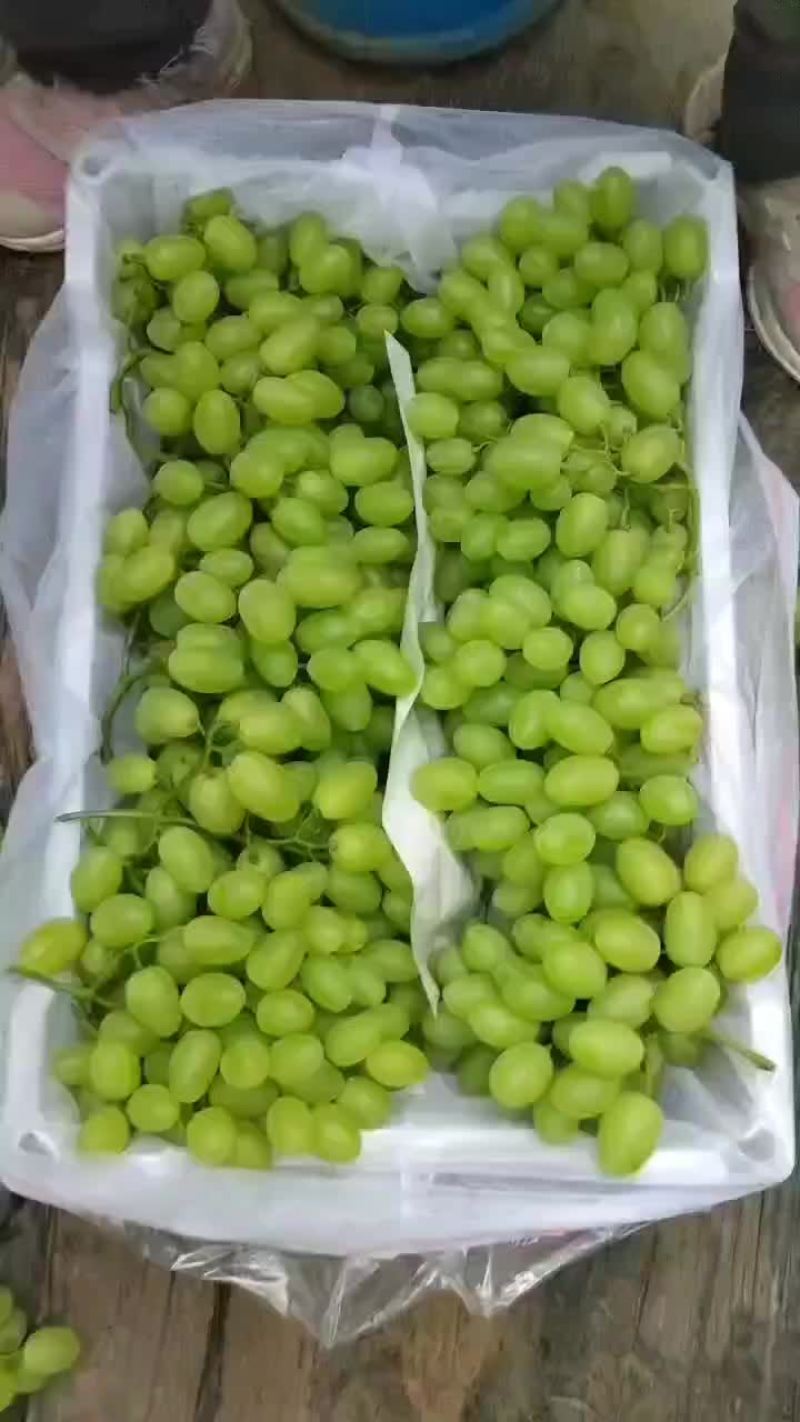 温室维多利亚葡萄大量上市了