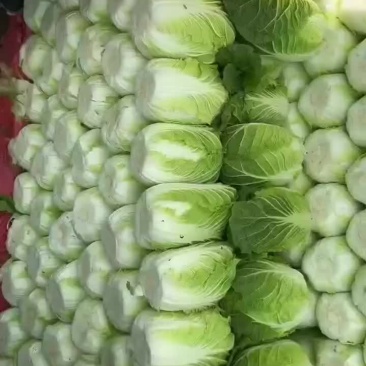 张北黄心矮颗大白菜大量现货