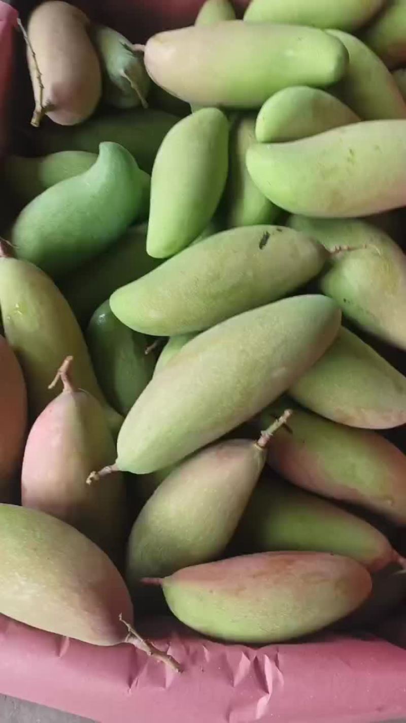 酸野红象牙
