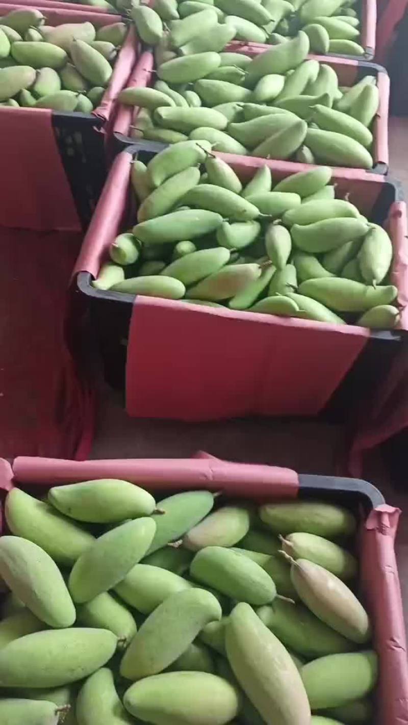 酸野红象牙