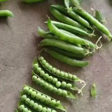 精品豌豆十一