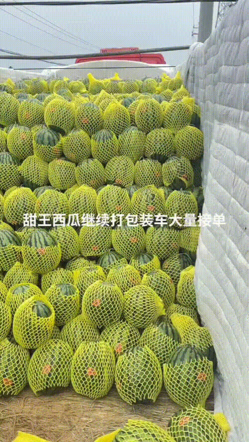 费县甜王西瓜大量上市熟度好欢迎全国客商来收购