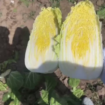 精品短颗优质娃娃菜纯黄心