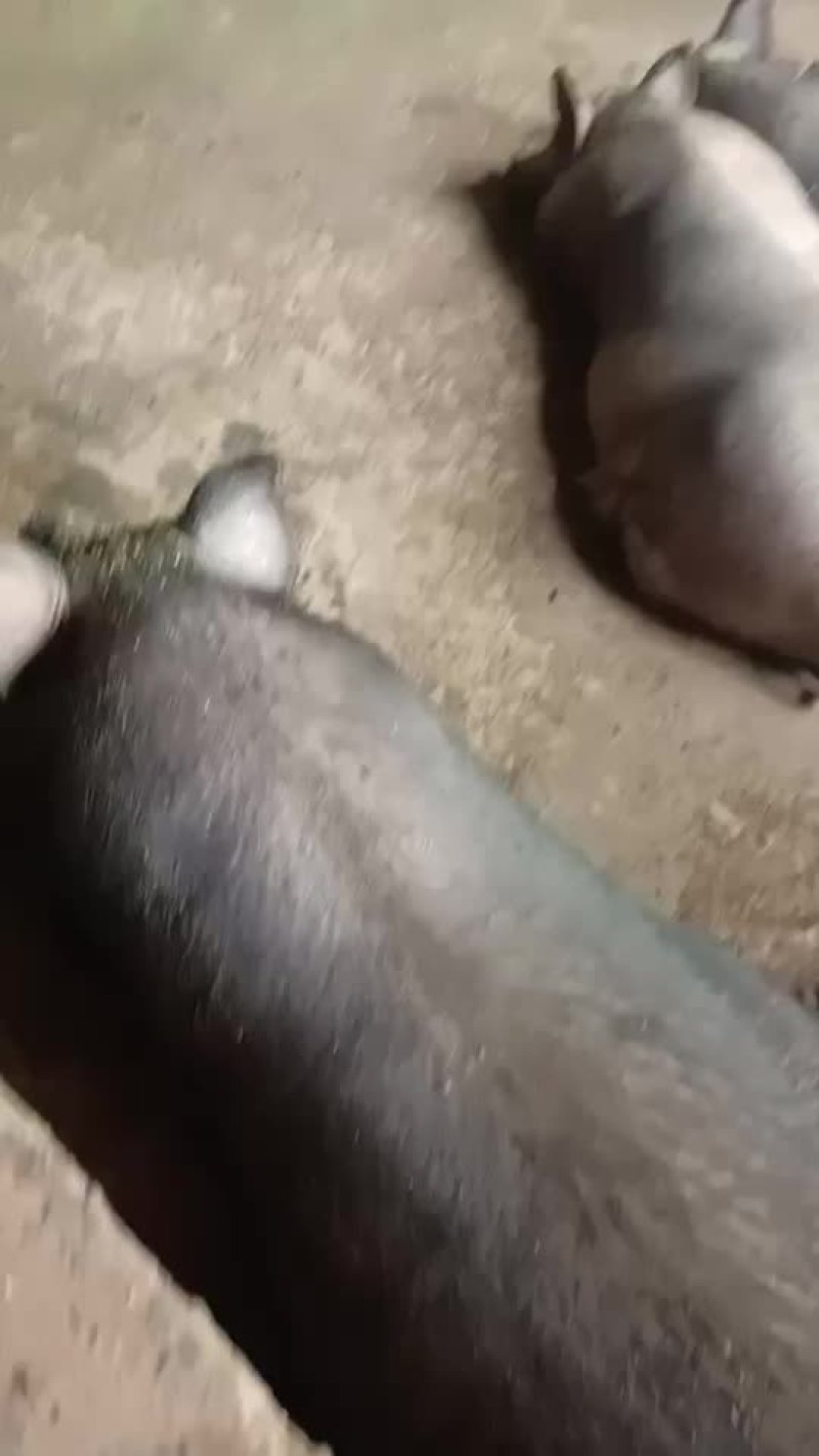 农村大土猪