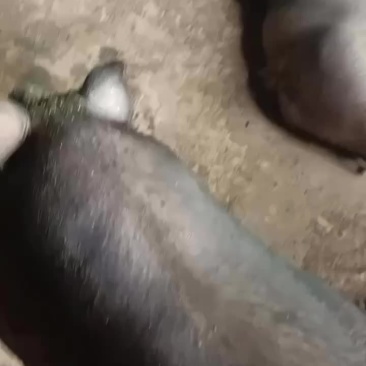 农村大土猪