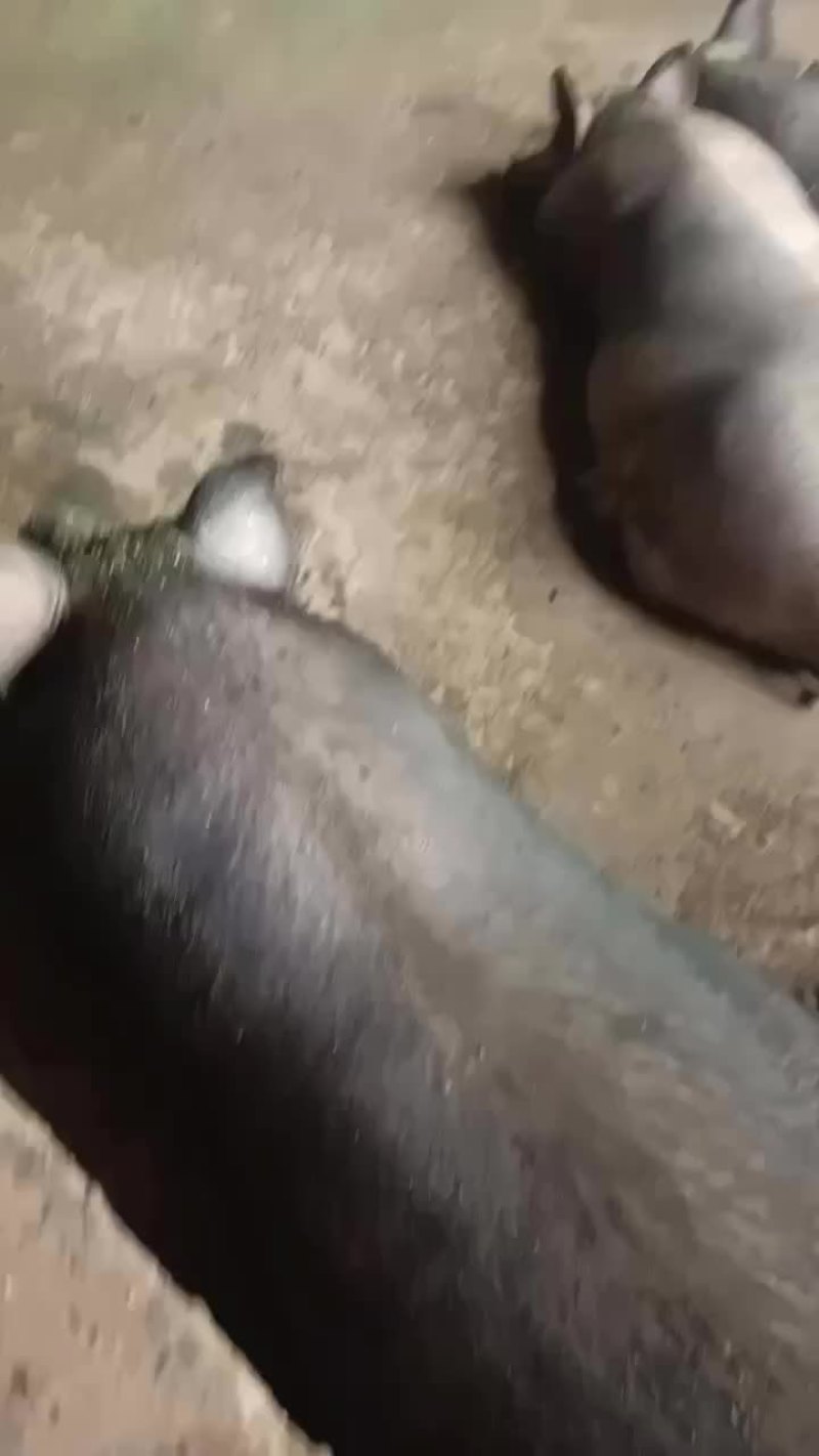 农村大土猪