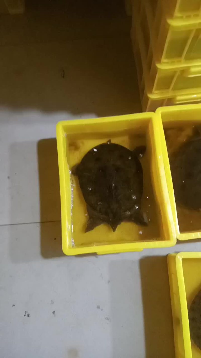 黑花甲鱼