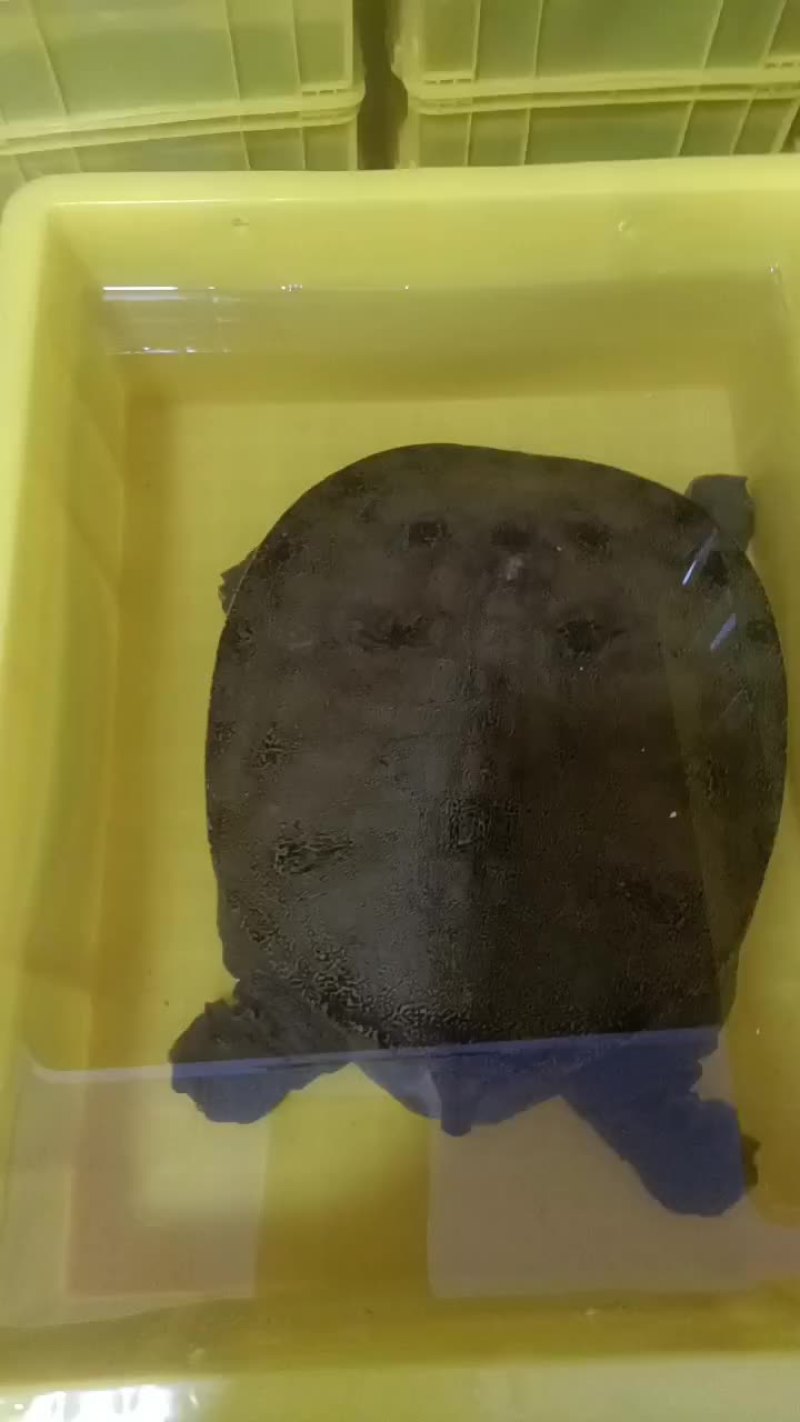 黑花甲鱼