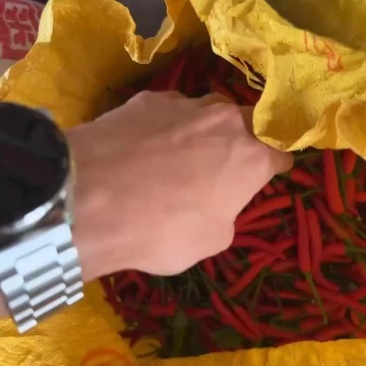 广东小米椒