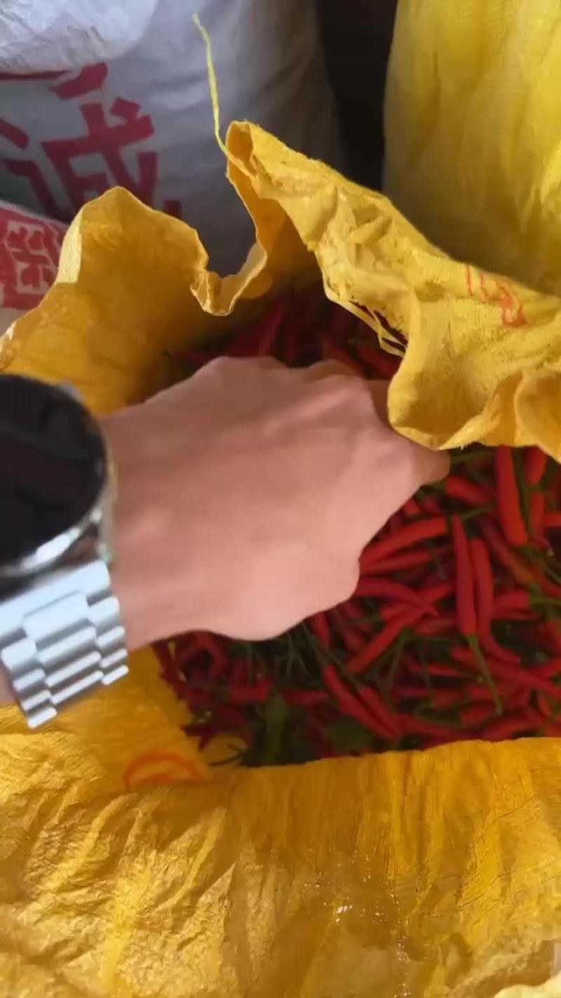 广东小米椒