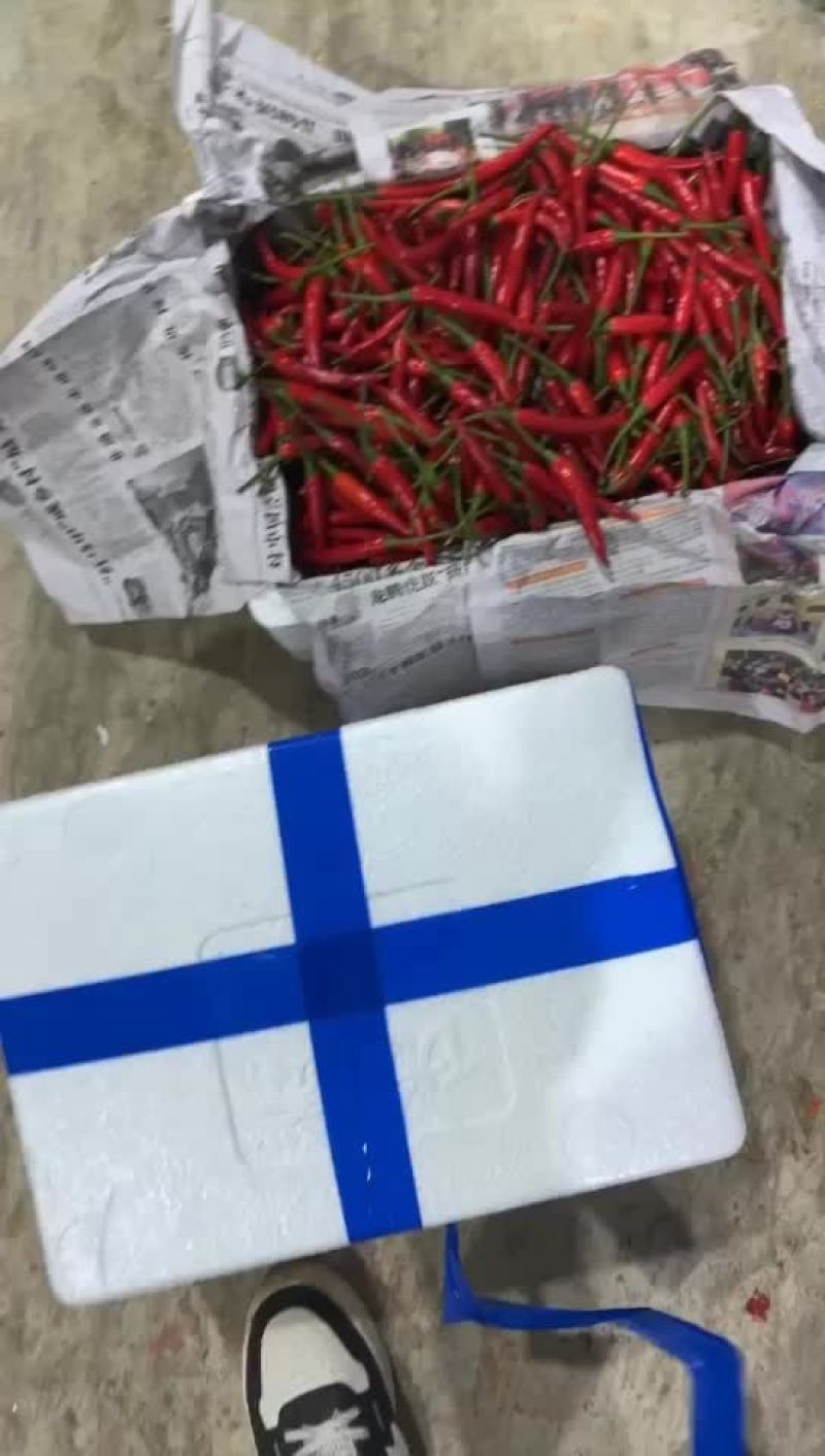广东小米椒