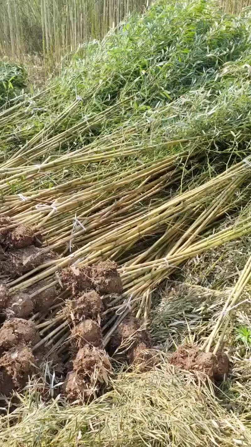 金镶玉竹