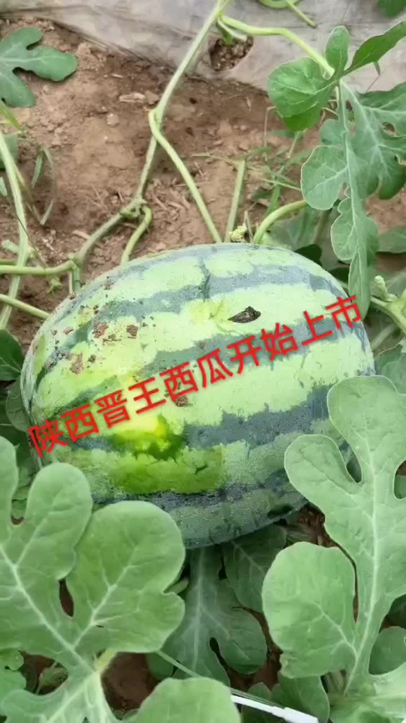陕西晋王西瓜