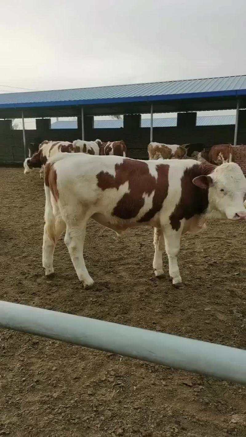 西门塔尔小牛养殖基地。卖小牛v，