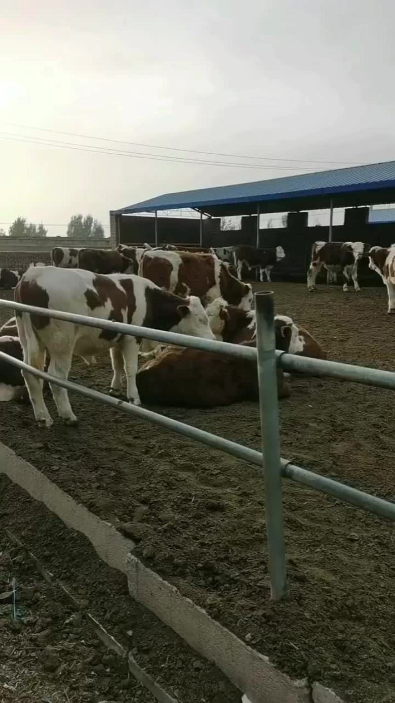 西门塔尔小牛养殖基地。卖小牛v，