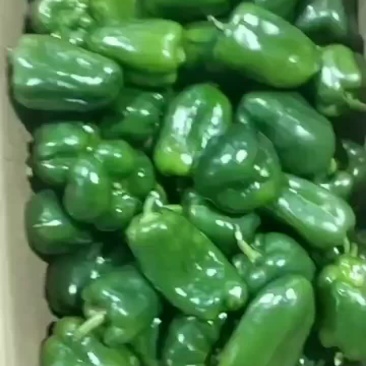 二级青圆椒，电商货，食堂货