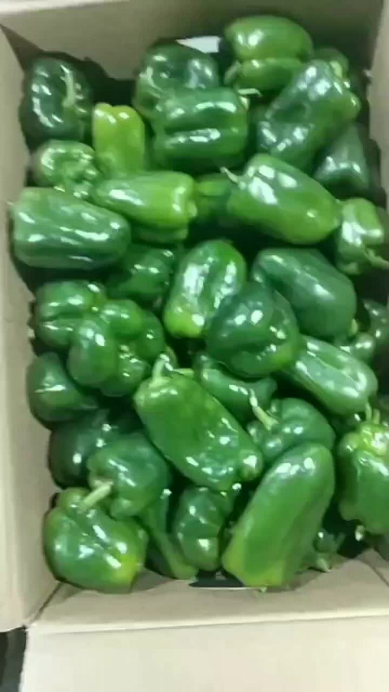 二级青圆椒，电商货，食堂货