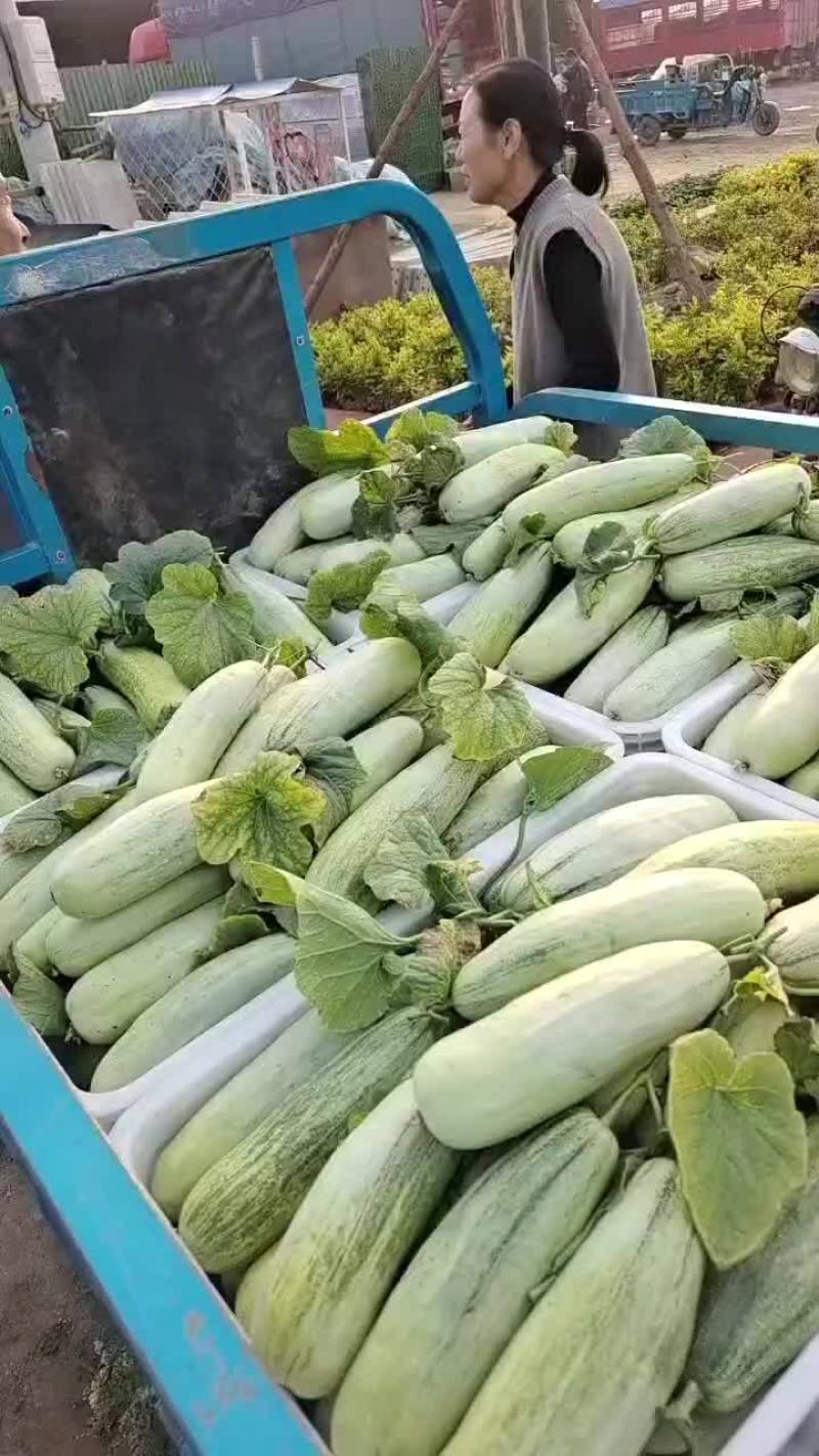 博洋六一大量现货，口感脆甜。