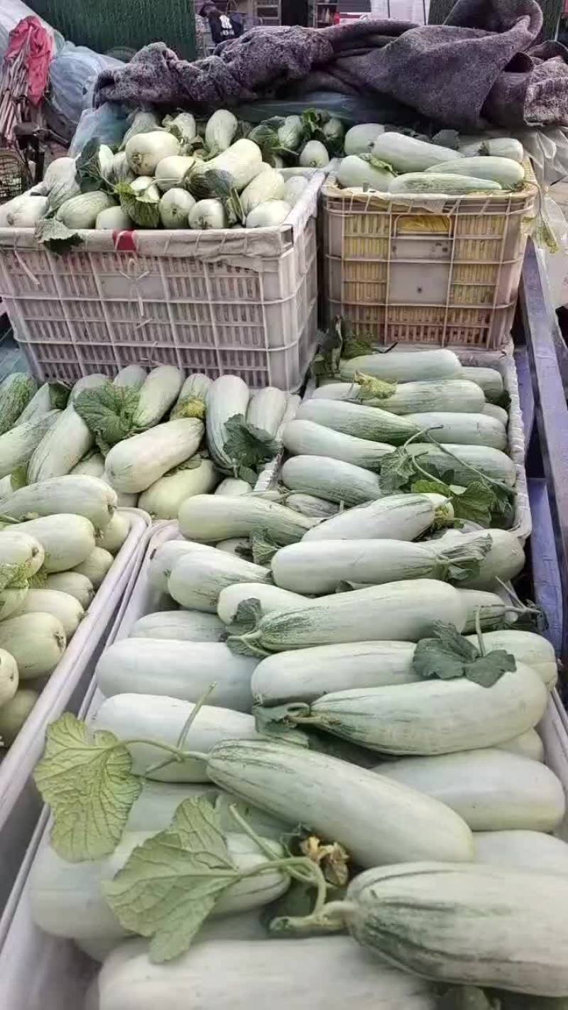 博洋六一大量现货，口感脆甜。