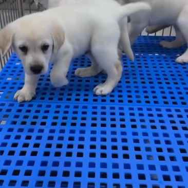 拉布拉多幼犬