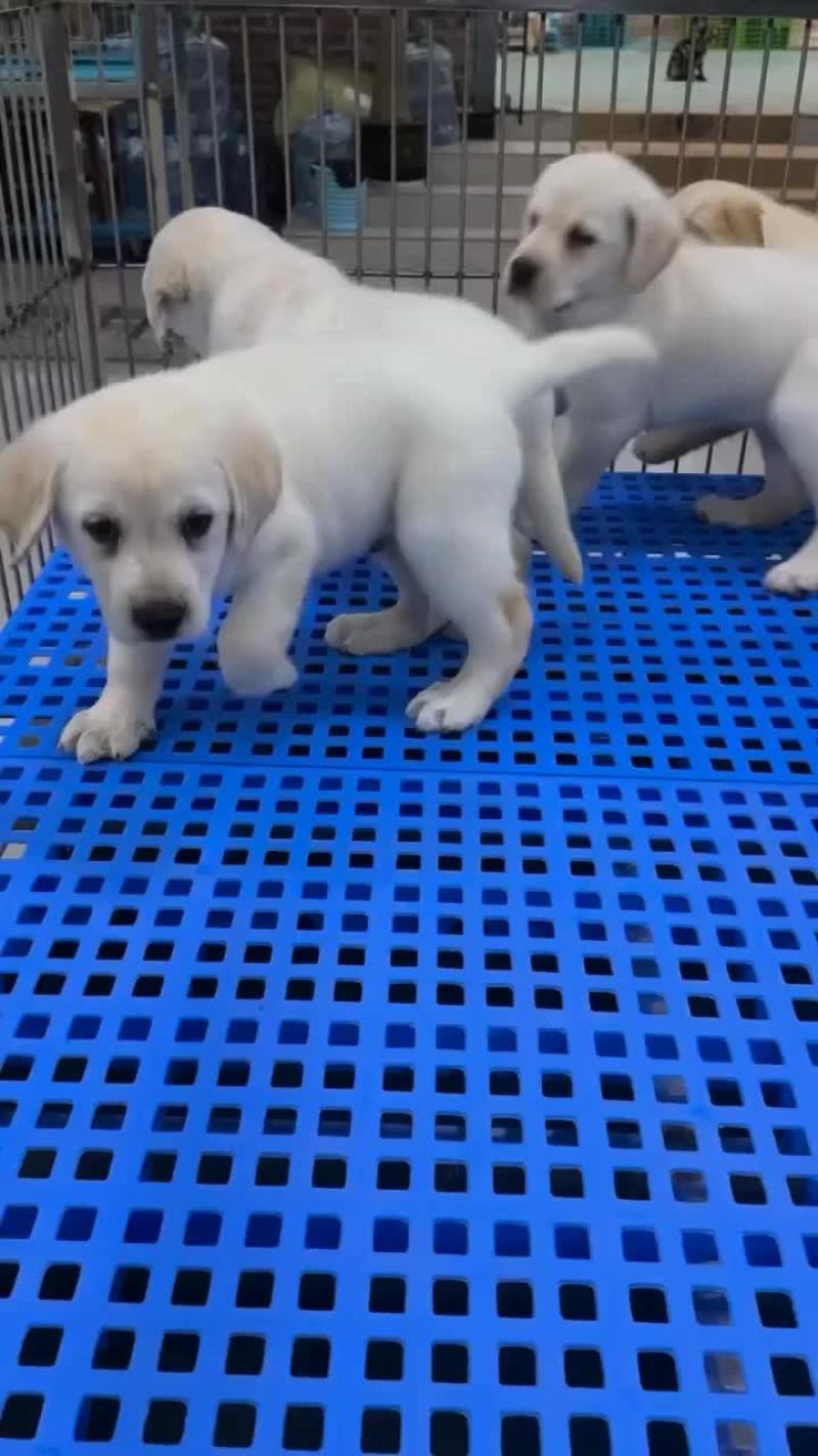 拉布拉多幼犬